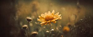 Yellow Field Flower