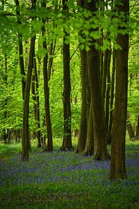 Waldhyazinthen in einem Wald in England