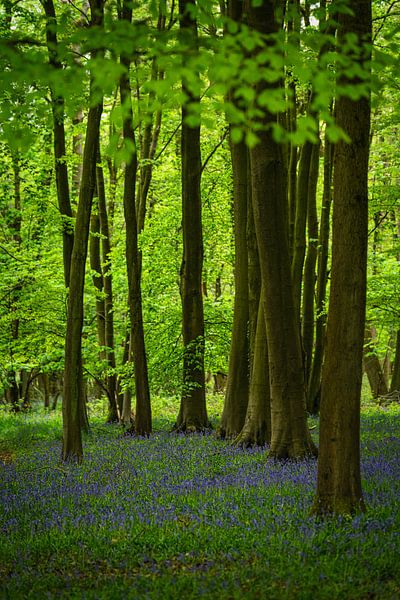 Waldhyazinthen in einem Wald in England von Anges van der Logt