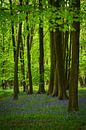 Waldhyazinthen in einem Wald in England von Anges van der Logt Miniaturansicht