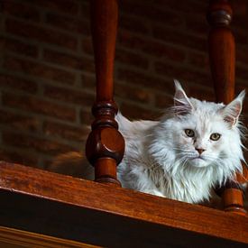 Persian male cat von Frank Hoekzema
