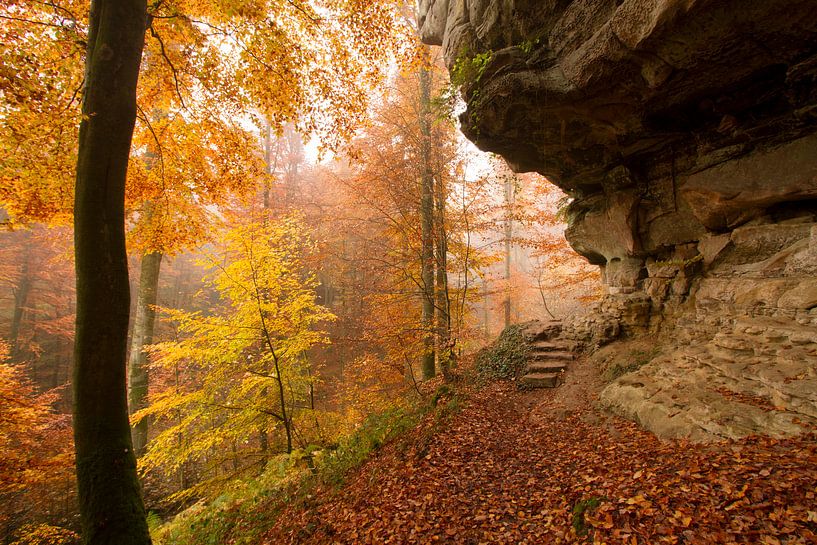 Prachtige herfstkleuren in het bos van Paul Wendels