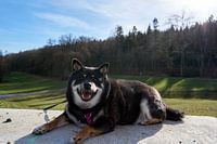 Lächelnder Shiba Inu posiert im Liegen auf einer Steinmauer vor einem Wald