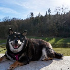Smiling Shiba Inu poses lying on a stone wall in front of a forest by creativcontent