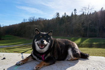 Lächelnder Shiba Inu posiert im Liegen auf einer Steinmauer vor einem Wald