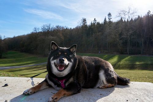 Smiling Shiba Inu poses lying on a stone wall in front of a forest