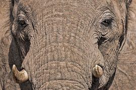 Nahaufnahme Elefant von Mario Severi