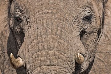 Close-up Olifant