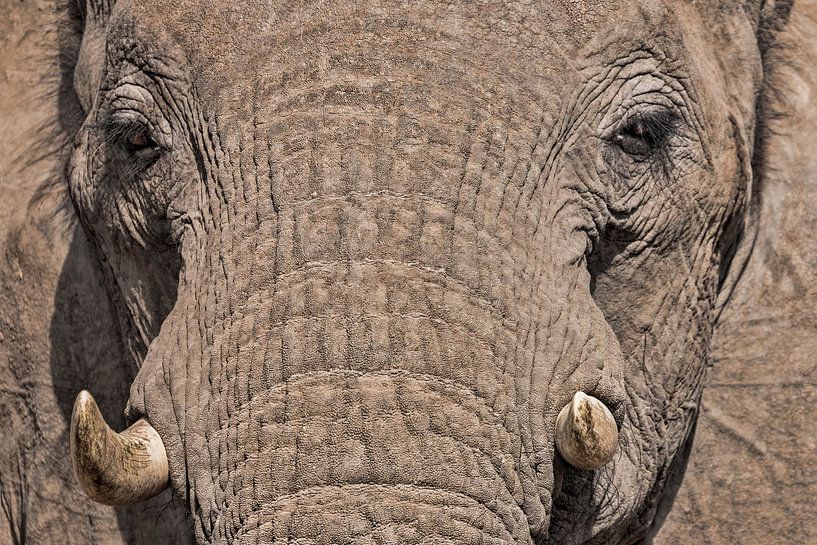 Close-up Olifant van Mario Severi