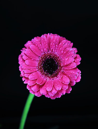 Bloemen met een zwarte achtergrond