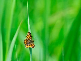 Country card by Johann Pavelka