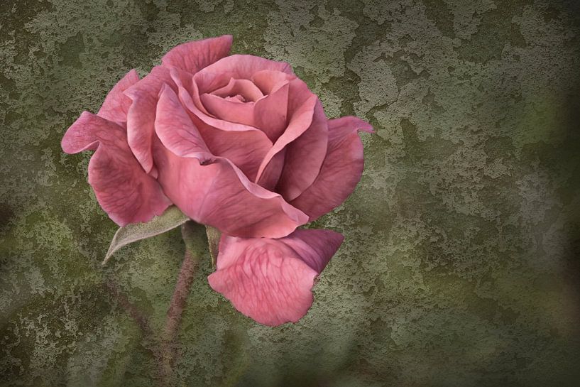 Rose par Dieter Beselt