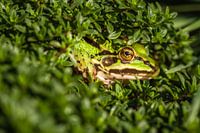 Frösche im Garten