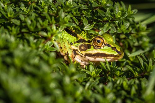 Kikkers in de tuin