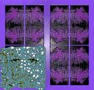 Spiritual Brainwaves by Dorothy Berry-Lound thumbnail