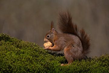 Eichhörnchen mit Nuss von Henk Zielstra