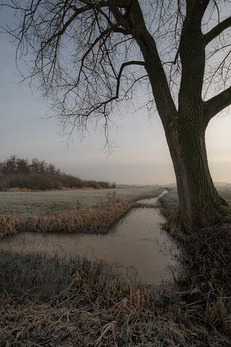 Boom bij Maurik in de Betuwe