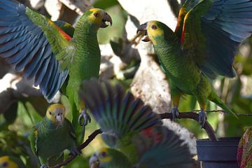 Parrots in the backyard by Pieter JF Smit