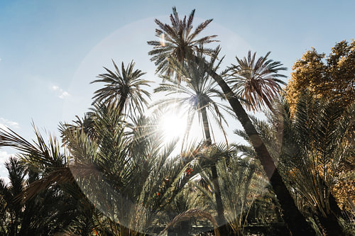 Palmbomen op Sicilië in Stralend Mediterraan Licht