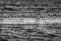 Abstract Ice forms on barbed wire