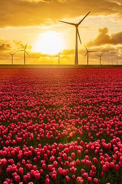 Tulipes rouges dans un champ avec des éoliennes en arrière-plan sur Sjoerd van der Wal