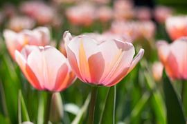 Tulpen in het zonnetje by Petra Brouwer