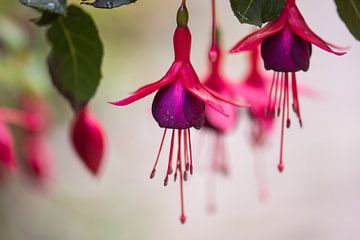roze hangers van Tania Perneel