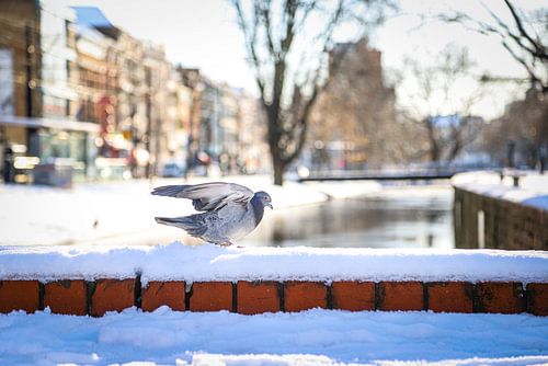 Snow Pigeon