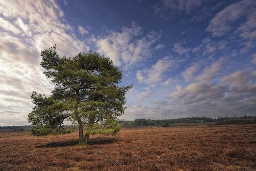 la Veluwe.