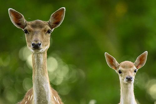 fallow deer with young
