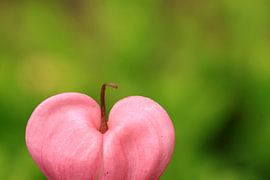 Natural Love sur Marcel van Rijn