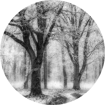 Bos Oudemolen in zwart-wit van Jurjen Veerman