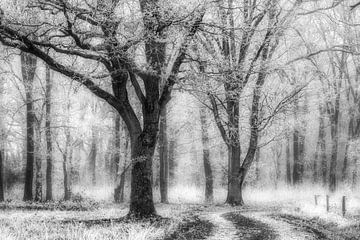 Bos Oudemolen in zwart-wit van Jurjen Veerman