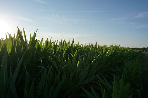 Maïsveld bij vroege zonsondergang