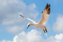 Fliegender Tölpel von Lars van der Sanden