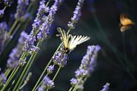 Butterfly on lavender by Fotojeanique . thumbnail