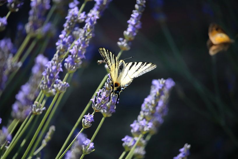 Vlinder op lavendel van Fotojeanique .