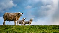 Mother with daughters - lambs on Texel