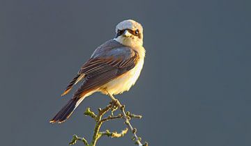 A male red-backed shrike sits on a branch looking for prey for its brood by Mario Plechaty Photography