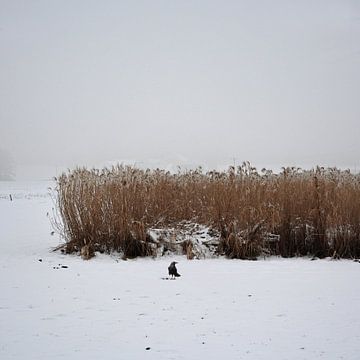 Raven bij het korenveld van Lena Weisbek