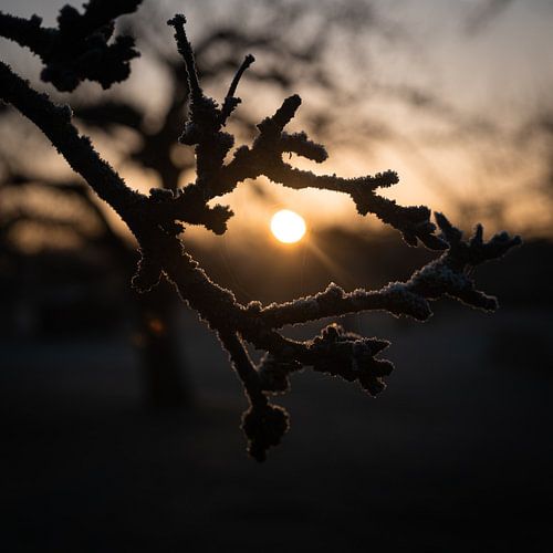 Sunrise in winter