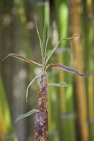 Bamboo