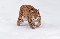 Lynx in the snow van Desirée Couwenberg thumbnail