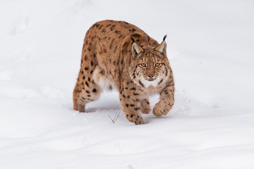 Lynx in the snow van Desirée Couwenberg