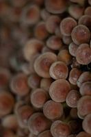 Mushrooms closeup