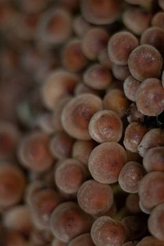 Mushrooms closeup by Foto Nynke