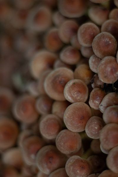 Paddenstoelen closeup van Foto Nynke