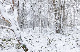 De Strubben-Kniphorstbosch - Schipborg - Drenthe (Netherlands) by Marcel Kerdijk