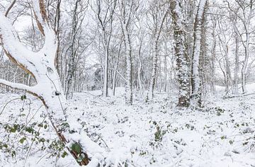 De Strubben-Kniphorstbosch - Schipborg - Drenthe (Niederlande) von Marcel Kerdijk