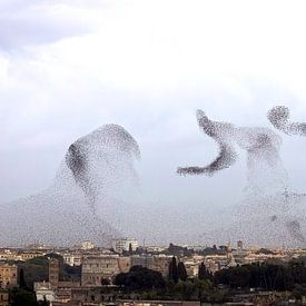Starlings roam over Rome by Andius Teijgeler